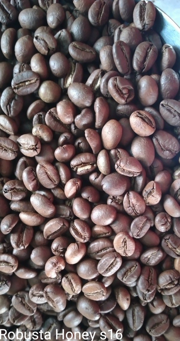 Robusta Honey S16