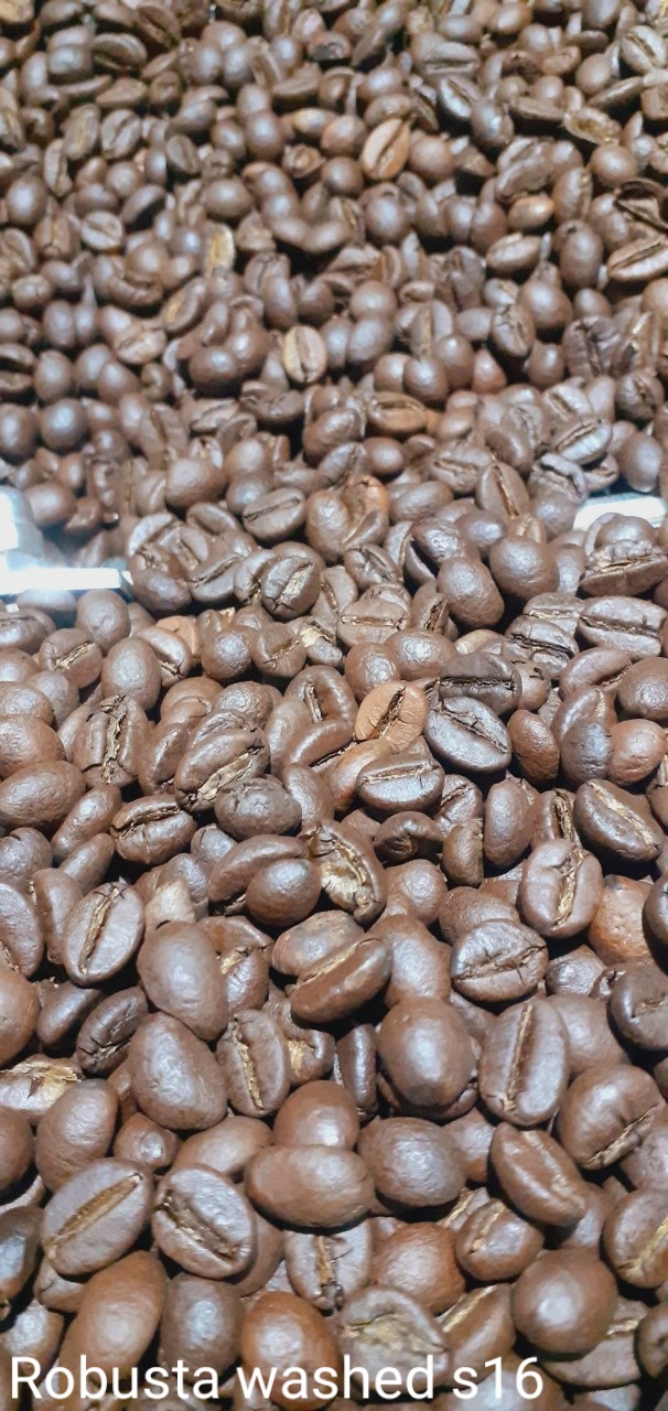 Robusta washed s16