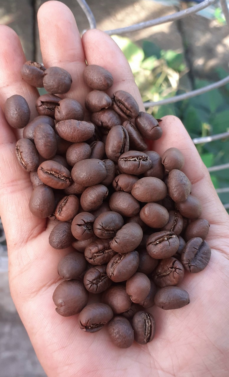 Culi Robusta s18